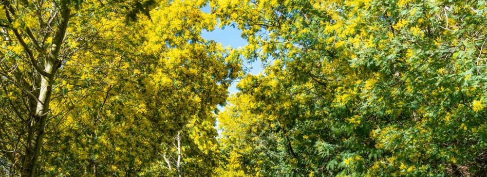Mimosas - Estérel lac des Peguières