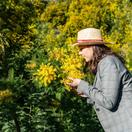 Sortie mimosa Saint-Raphaël