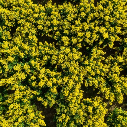 Vue aérienne mimosa