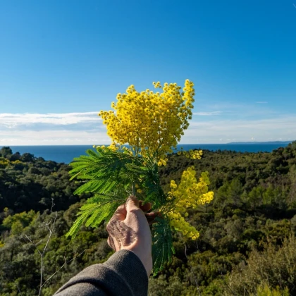bouquets de mimosa