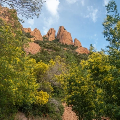 Massif de l'Estérel et Mimosa