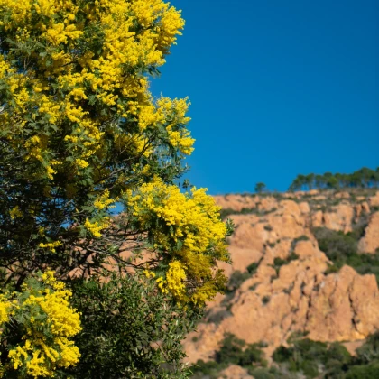 L'Estérel et les mimosas