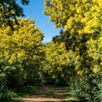 Forêt de mimosa