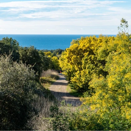 Mimosas forêt à Tanneron