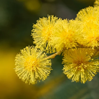 Flocon de mimosa