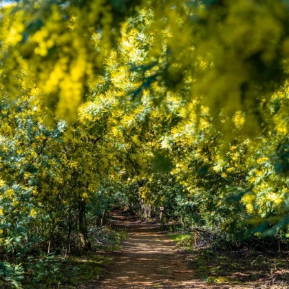 forêts de Mimosa en Pays de Fayence