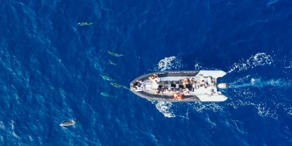 Boat excursion from Saint-Raphaël to see dolphins in the Pelagos Sanctuary