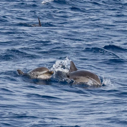dauphins observés lors d'une sortie scolaire en mer sur la Côte d'Azur