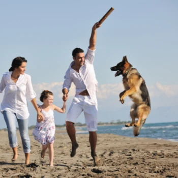 Estérel et les mimosas