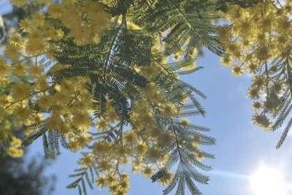 The Kingdom of the Mimosa Tour - Expérience Côte d'Azur