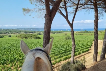 Balade à cheval et dégustation de vins, Ramatuelle - app.name
