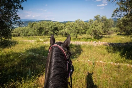 Half-day horseback ride at Lake St Cassien - Expérience Côte d'Azur