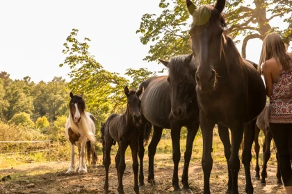 Half-day horseback ride at Lake St Cassien - Expérience Côte d'Azur