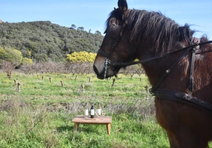 Carriage ride in the heart of the vineyards - Expérience Côte d'Azur