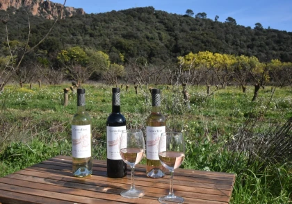 Carriage ride in the heart of the vineyards - Expérience Côte d'Azur