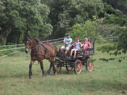 Carriage ride in the heart of the vineyards - Expérience Côte d'Azur