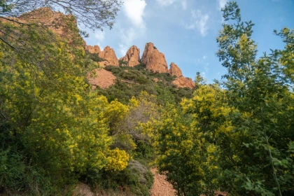 Balade naturaliste - Au coeur de l'Estérel et ses mimosas - app.name
