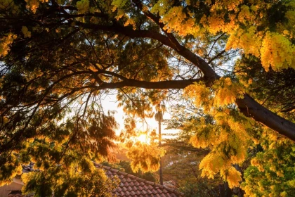 Balade naturaliste - Au coeur du Tanneron et ses mimosas - app.name