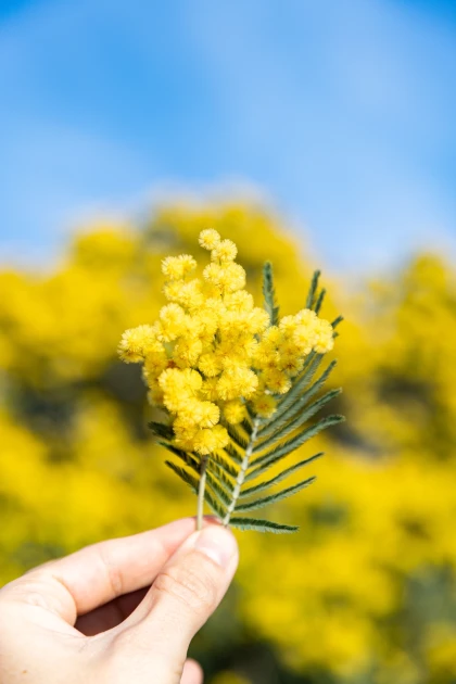 Balade naturaliste - Au coeur du Tanneron et ses mimosas - app.name