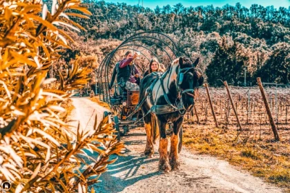 Horse-ride carriage + mulled wine in Grimaud - Expérience Côte d'Azur