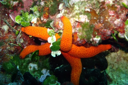 First scuba-diving - From the beach, Mandelieu - Expérience Côte d'Azur