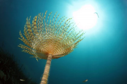First Dive - From the boat - Expérience Côte d'Azur