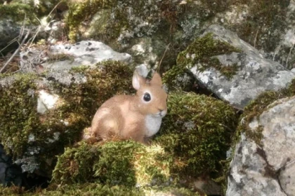 Visit and treasure hunts in the cave and in the forest - Expérience Côte d'Azur