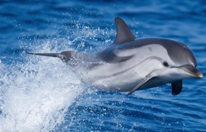 Dolphins and Cetaceans Sea Tour - Saint Raphaël - Expérience Côte d'Azur