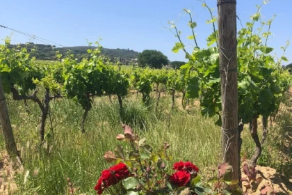 Biking wine tour in the Gulf of Saint-Tropez - Expérience Côte d'Azur