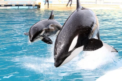 CLOSED - Entry to Marineland - Expérience Côte d'Azur