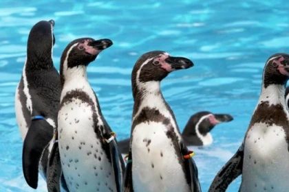 CLOSED - Entry to Marineland - Expérience Côte d'Azur