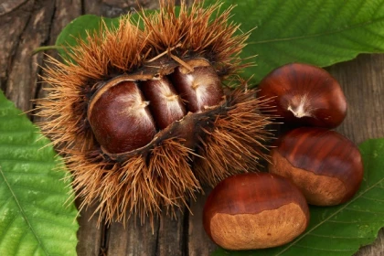 Chestnut Festival in Collobrières - Expérience Côte d'Azur