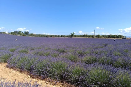 La Lavande à l'honneur au Plateau de Valensole - app.name