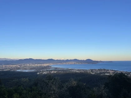 The mimosa at the heart of the Petites Maures - Expérience Côte d'Azur