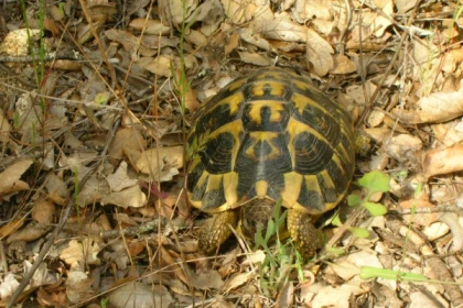 LES 25 PONTS - Roquebrune sur Argens - Expérience Côte d'Azur