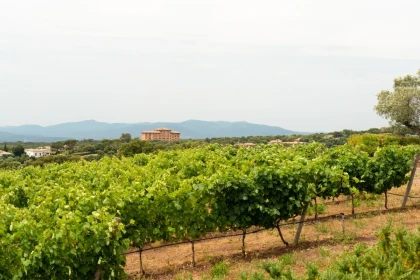 Cheese & Wine tasting break overlooking the vineyards - EVG/JF special - Expérience Côte d'Azur