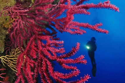 Supervised exploration diving - Expérience Côte d'Azur
