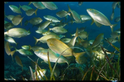 First Scuba Diving - Fréjus - Expérience Côte d'Azur