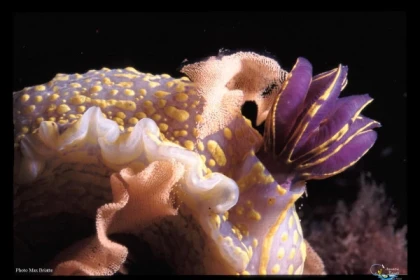 First Scuba Diving - Fréjus - Expérience Côte d'Azur