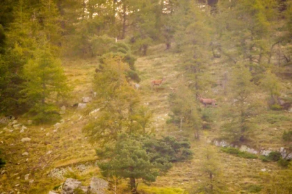 randonnée guidée brame du cerf à Saint Raphaël