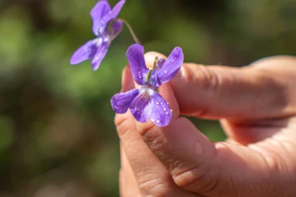 Randonnée découverte de l'Estérel - Les Adrets de l'Estérel - app.name