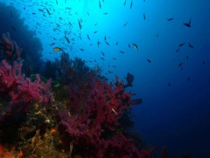 Snorkeling Ile d'Or - Saint-Raphaël - Expérience Côte d'Azur