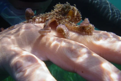 Snorkeling and boat ride - Expérience Côte d'Azur