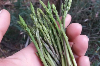 Edible and medicinal wild plants hike - Expérience Côte d'Azur