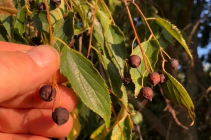 Edible and medicinal wild plants hike - Expérience Côte d'Azur