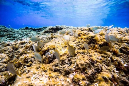 Saint-Raphaël: Guided Snorkeling at Île des Vieilles - Anthéor - Expérience Côte d'Azur