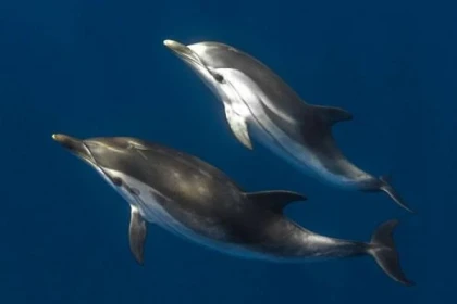 Meet the dolphins Special Winter - Expérience Côte d'Azur