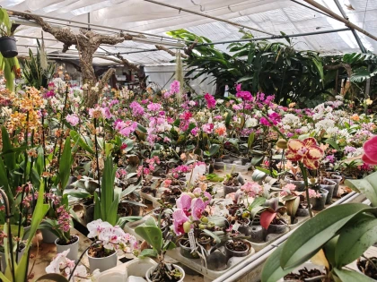 Workshop on Plants - Orchids - Expérience Côte d'Azur