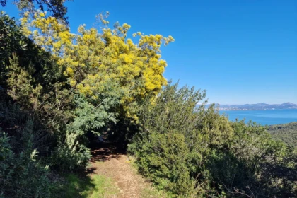 Mimosa forest hike - Vallon de la gaillarde in Roquebrune sur Argens - Expérience Côte d'Azur