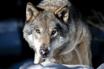 Guided tour of Parc Alpha - Expérience Côte d'Azur